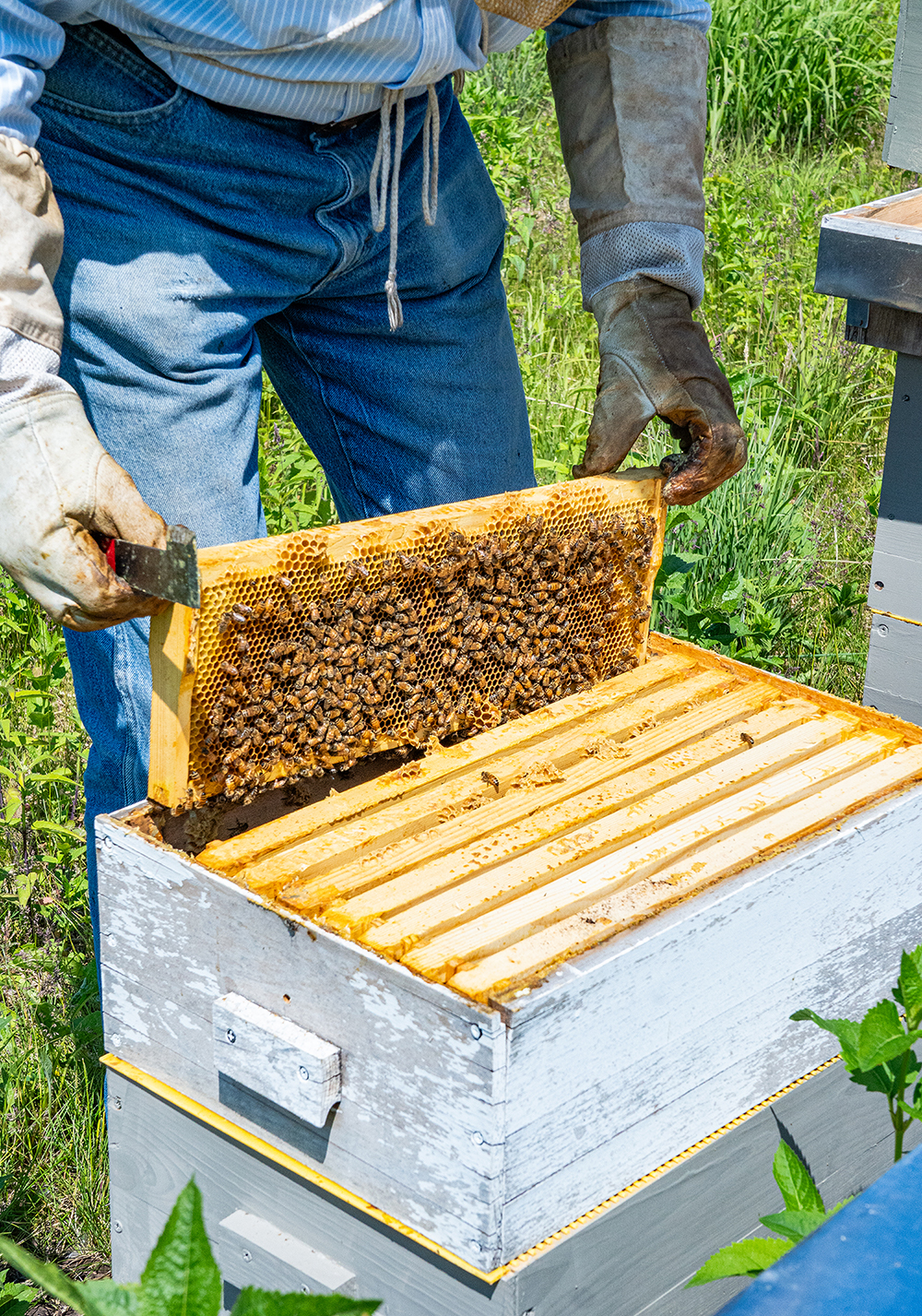 Buzzing with Purpose